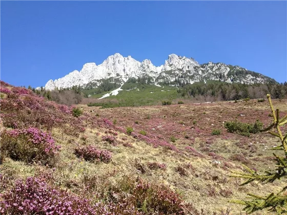 Frühling am Wilden Kaiser