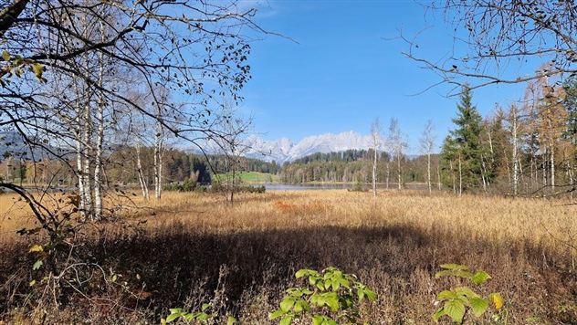 Een rustige landschap met gouden weilanden en een helder uitzicht op de bergen op de achtergrond. De lucht is blauw en er zijn enkele bomen op de voorgrond.