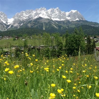 Fruehlingswiese vor dem Haus