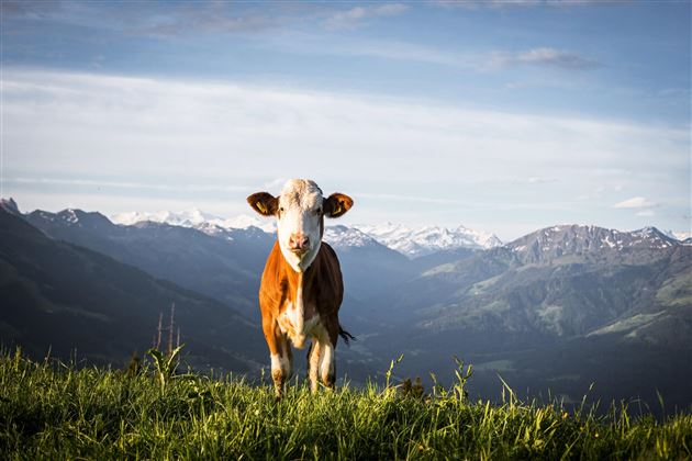 Fruhling-c-TVB-Kitzbuheler-Alpen-Brixental-Fotogra