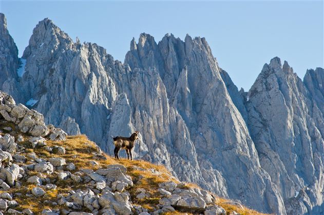 Gämse am Wilden Kaiser