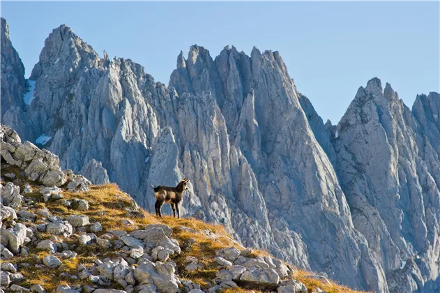 Gämse im Wilden Kaiser