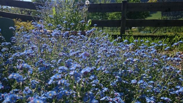 Een veld met blauwe bloemen, omringd door groene weide en een houten hek. Op de achtergrond is een mooie, zonnige dag te zien.