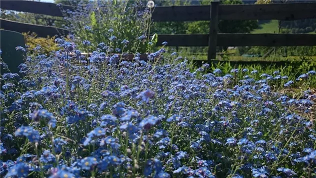 Garten im Sommer