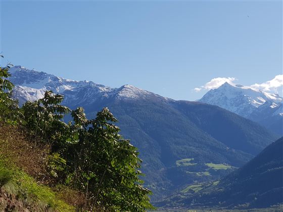 An impressive mountain landscape with snow-covered peaks and green meadows in the foreground. The clear sky provides a beautiful backdrop for nature.
