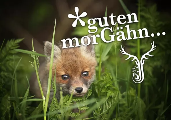 GutenMorgen-Fuchs