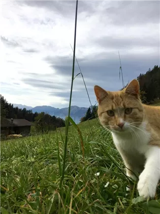 Hagehof_Kater_Findus