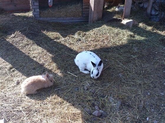 Twee konijnen op een hooizolder. De ene is wit met zwarte vlekken en de andere is bruin.
