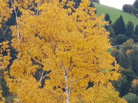 A single tree with vibrant yellow leaves in front of a green landscape. The colors clearly indicate autumn.