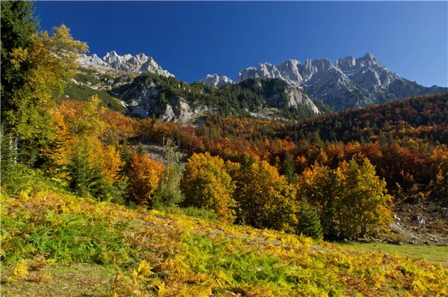 Herbststimmung003©tvbwilderkaiser (1)