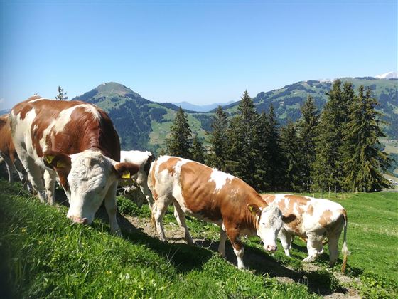 Hintergrund Hohe Salve