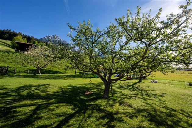 Hinterwaldhof-Obstbäume