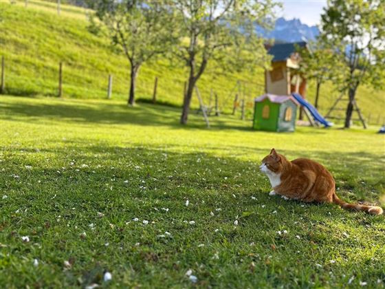 Hinterwaldhof-Kater Pauli