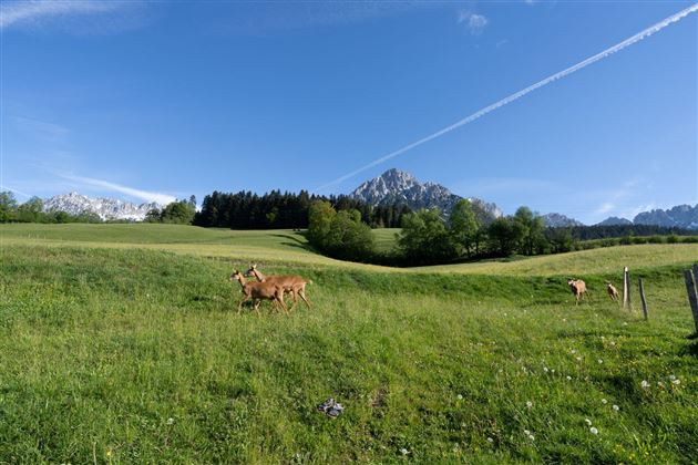 Hinterwaldhof-Ziegen