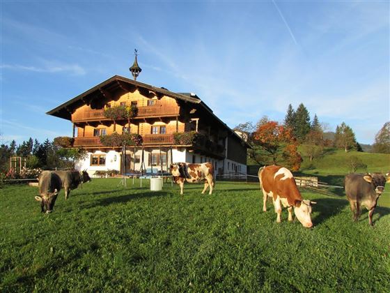 Hirschbühelhof mit Kühen auf der Weide