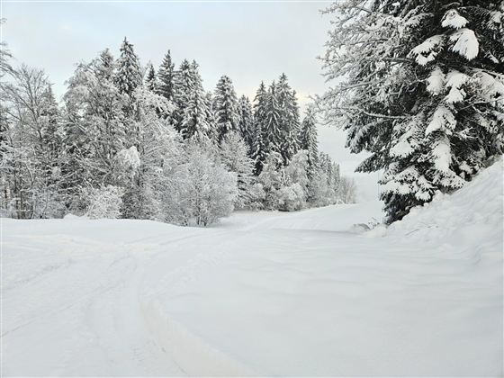 Een besneeuwd winterlandschap met hoge, met sneeuw bedekte bomen. Het pad is omgeven door verse, zachte sneeuw.