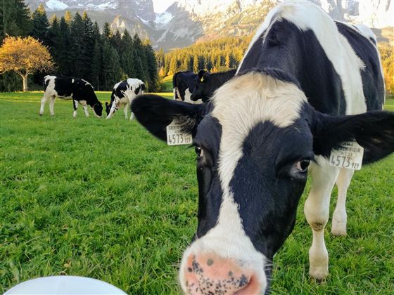 Een koe staat op een weiland en kijkt in de camera. Op de achtergrond grazen meer koeien voor een schilderachtige berglandschap.