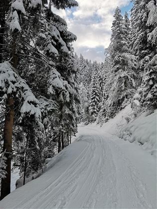 A snow-covered forest path, surrounded by tall firs. The sky is slightly cloudy and the atmosphere is calm and wintry.