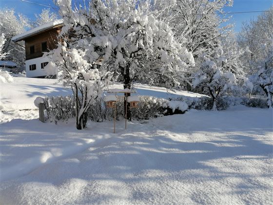 A snowy landscape with a tree covered in snow. In the background, there is a house and the sky is clear and blue.