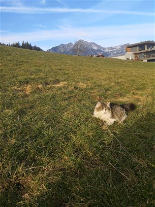 A cat is lying on a green meadow with a view of the mountains. The sky is blue and clear.