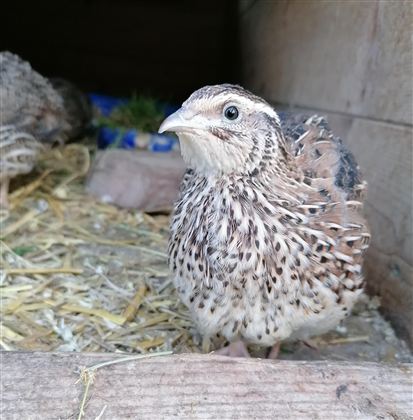 A small quail with mottled plumage is standing in an enclosure. In the background, some straw and other birds are visible.