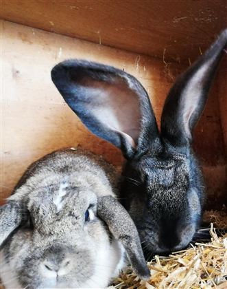 Two rabbits are sitting together in an enclosure. One has large ears and the other has gray fur.
