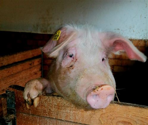 A pig is curiously looking out of a barn. It has white fur and is partially dirty.