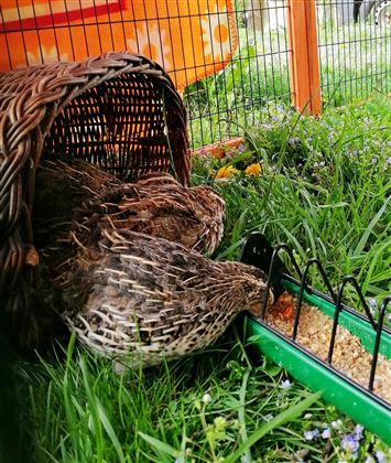 Two quails are feeding each other in a cage. They are hidden under a basket and surrounded by green grass.