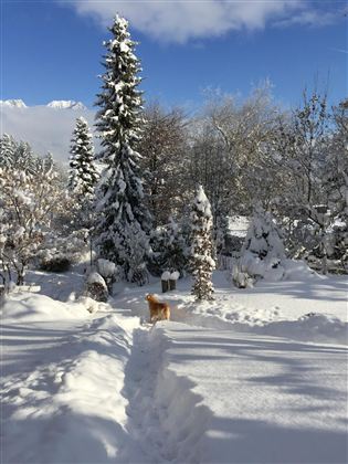 Ein verschneiter Garten mit vielen Bäumen und einem blauen Himmel. Ein Hund läuft freudig durch den frischen Schnee.
