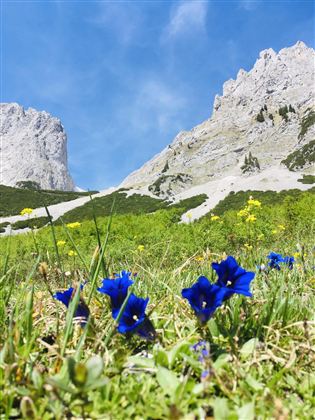 A green meadow with colorful flowers and blue gentians under high mountains. The sky is clear and bright blue.