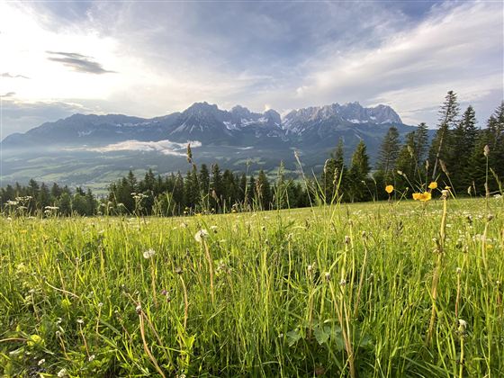 Een groene weide met kleurrijke bloemen op de voorgrond en majestueuze bergen op de achtergrond. De lucht is gedeeltelijk bewolkt en het landschap komt rustig en schilderachtig over.
