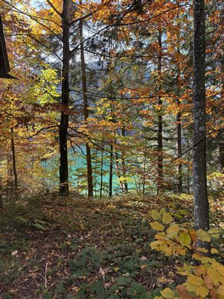 Een herfstbos met kleurrijke bladeren en hoge bomen. Op de achtergrond is een heldere, blauwe zee zichtbaar.