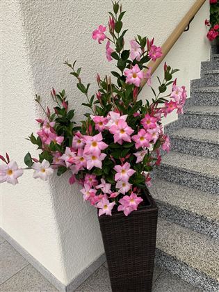 Ein großer Topf mit rosa Blüten steht an einer Treppe. Die Blumen sind üppig und verleihen dem Raum einen freundlichen Eindruck.