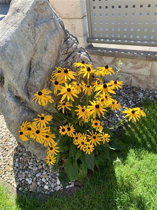 Ein bunter Blumenstrauß mit vielen gelben Sonnenblumen steht neben einem großen Stein. Im Hintergrund ist ein gepflegter Rasen zu sehen.