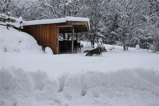 A snowy landscape with a wooden shed in the background. A dog is running through the deep snow.
