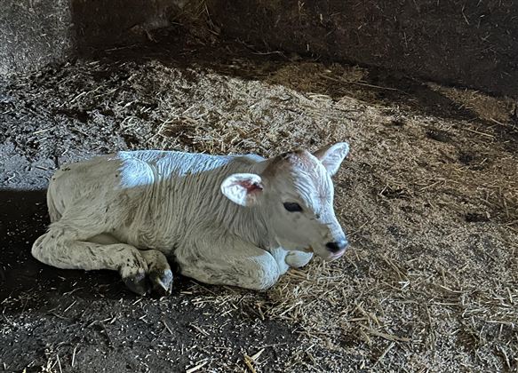 Ein niedliches Kalb liegt auf dem Boden in einem Stall. Die Umgebung ist mit Stroh bedeckt und es gibt schwaches Licht.