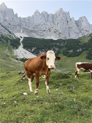 A cow stands on a green meadow in the Alps. In the background, impressive mountain peaks can be seen.