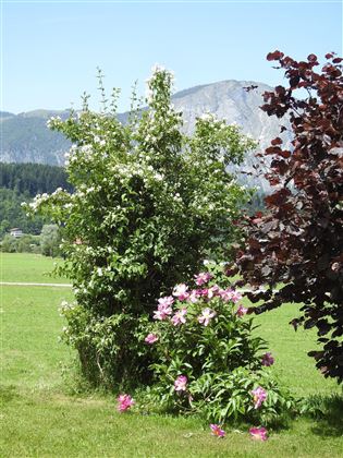 Jasmin mit Buchacker