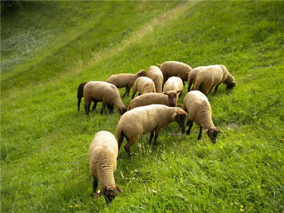 Jura Schafzucht