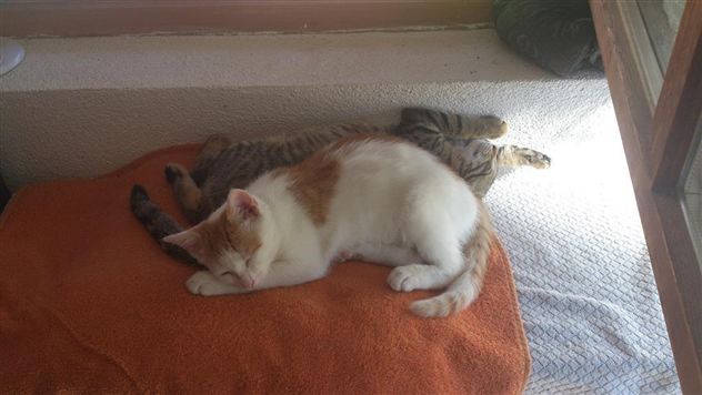 Twee katten liggen gezellig op een oranje deken. De ene kat is wit met oranje vlekken, de andere is grijs gestreept.