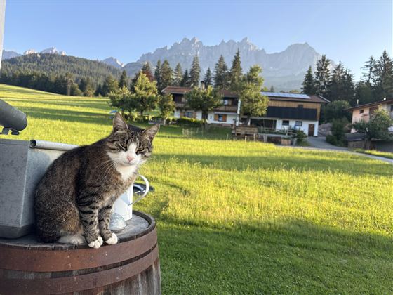 Een kat zit op een houten vat voor een mooi, groen veld en bergen op de achtergrond. Op de achtergrond zijn enkele huizen te zien, omringd door bomen.
