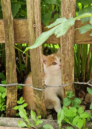 Katze