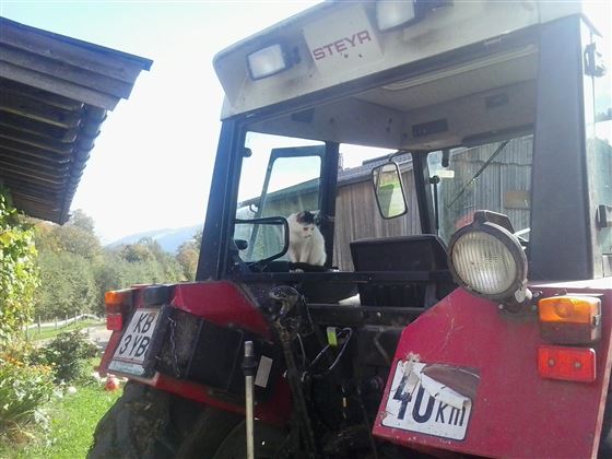 Katze auf dem Traktor