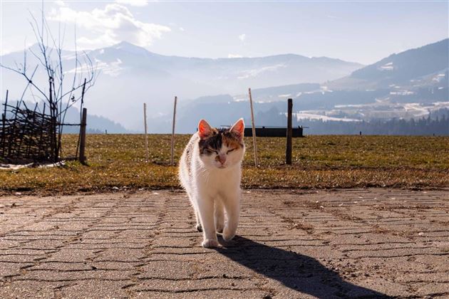 Katze Susi