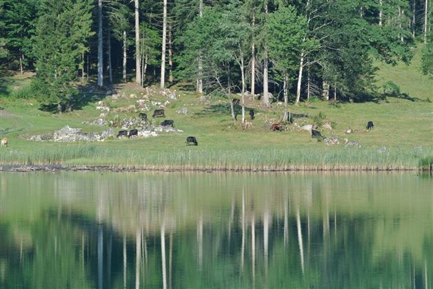 Kühe