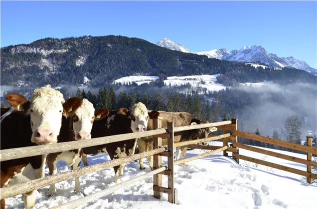 Kühe im Winterauslauf