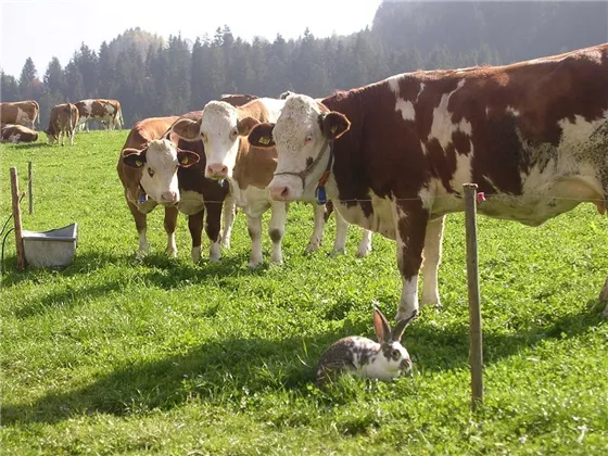 Kühe und Hasen