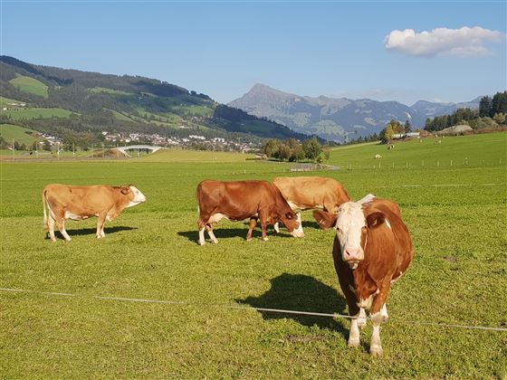 Kühe vorm Bauernhof