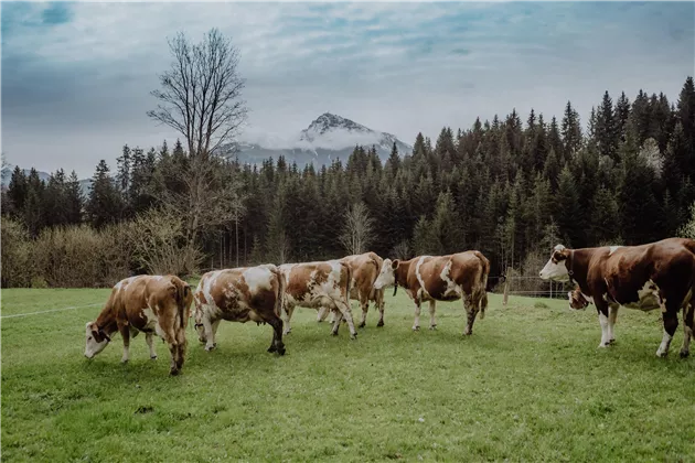 Kuhlinarik Cows