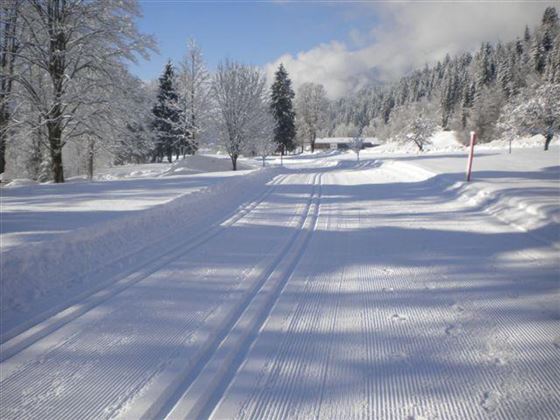 A snowy landscape with ski tracks in the snow. In the background, snow-covered trees stand under a clear sky.